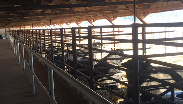 massive great plains bovine 7 little words
